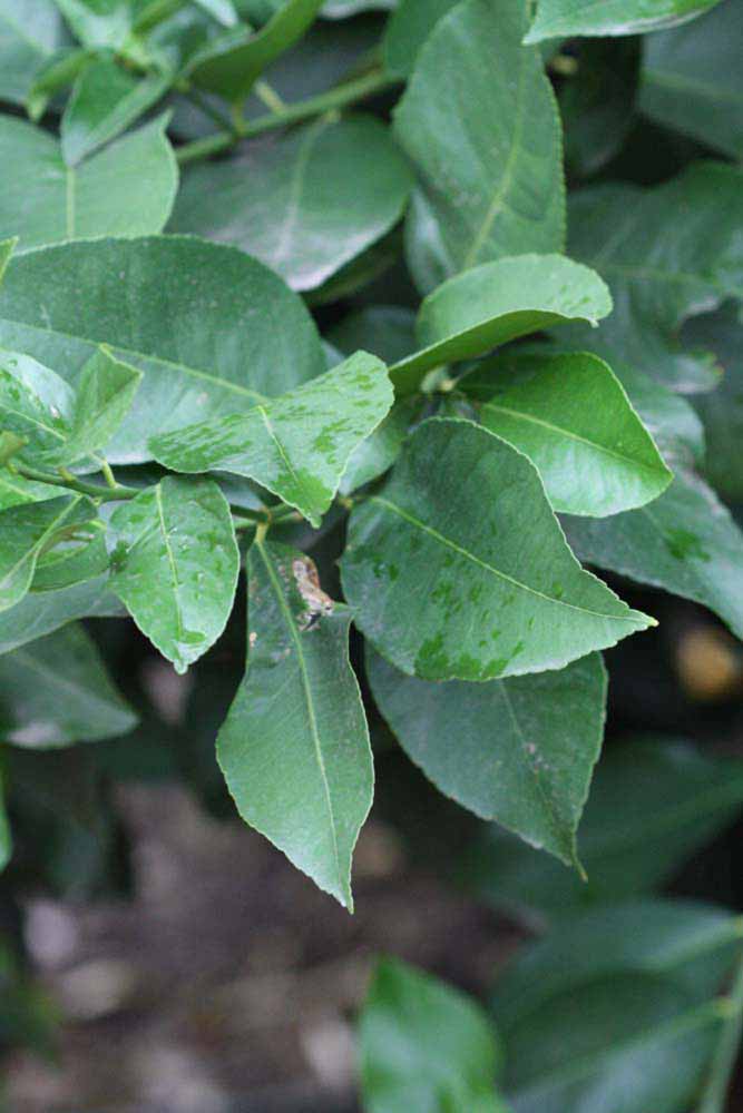            Sun leaves (Limoneira 8-A, Winter Haven, FL)   